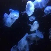 Naoの画像