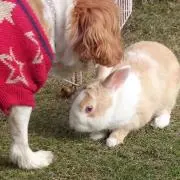ぽかんの画像