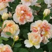 rosetea