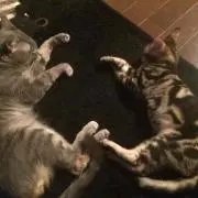 チャンピオン
