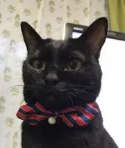 くまご