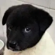 ししまる