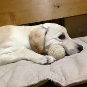 Charlie @@の画像