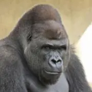 ゴリラG