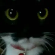 ねこ。の画像