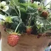 いちごの画像