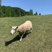 みいちゃん