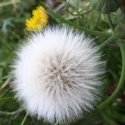 はちっこの画像