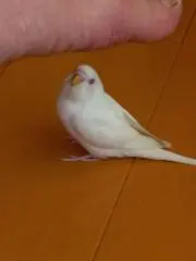 あっぴーの画像