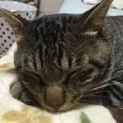 ゆず（7/7〜7/10は発送できません）の画像