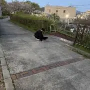 nico_nicoの画像