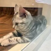 ころ ころの画像
