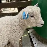 Tofuの画像