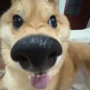 うにの画像