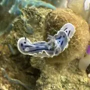 さらとの画像