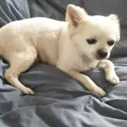 ミヨハルの画像
