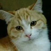 すー