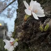 Sakura