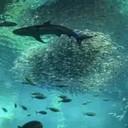 ろむの画像