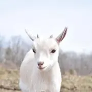 MgOの画像
