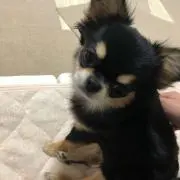 えりんぎ