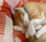 いやしねこの画像