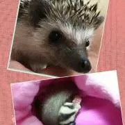 くるママ