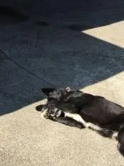 シャム