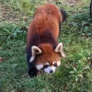 とみまるの画像
