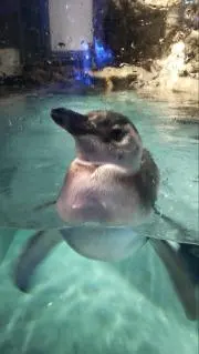 ささゆきの画像