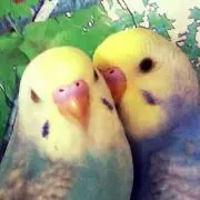ゆったん
