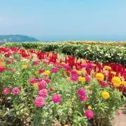 yの画像