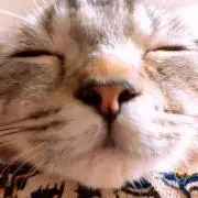 まみ