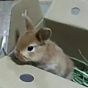 雪ダルマ