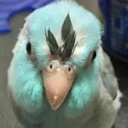リルラピ(•ө•)