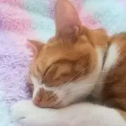 pissの画像