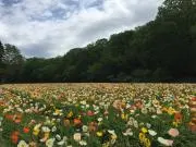 ひまわりの画像