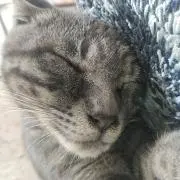 アウレアの画像