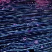 りんごの画像