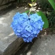 紫陽花