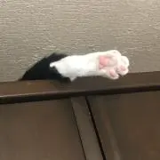 のんの画像