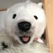 プップの画像