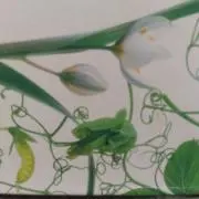 ❅ million ❅の画像