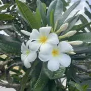 Plumeria✿ฺ(〃▽〃)✿ฺの画像