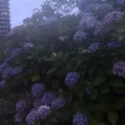 月猫の画像