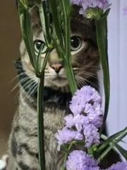 ちびごんの画像
