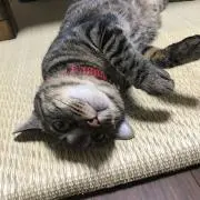 志乃