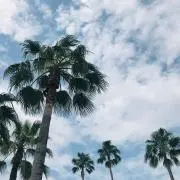 c-vvの画像
