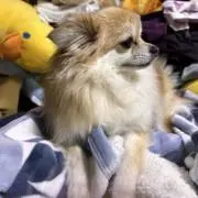 ぽん断捨離中　プロフ必須の画像