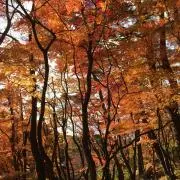ゆきの画像